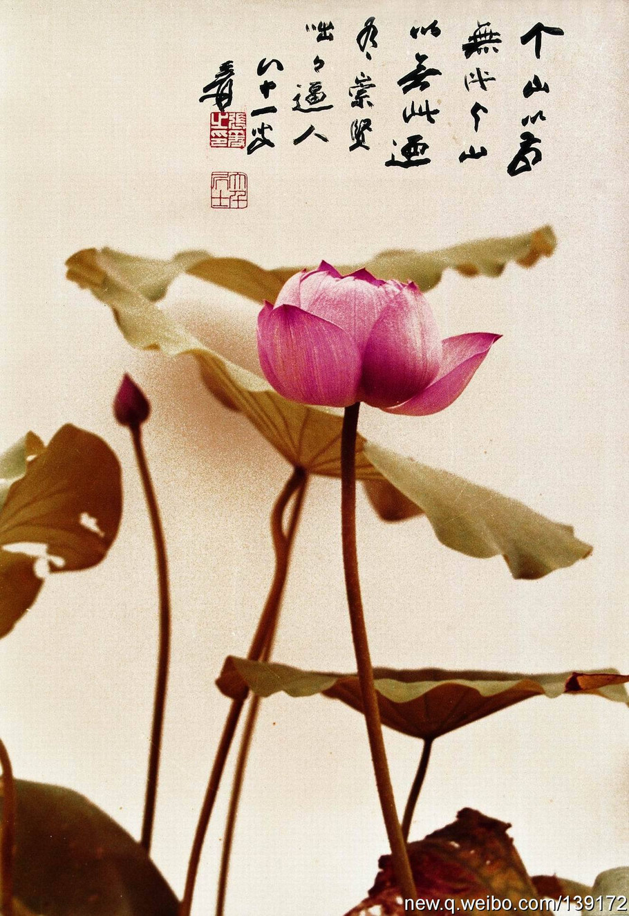 胡崇贤《摩耶精舍荷花照片》 (张大千题字)